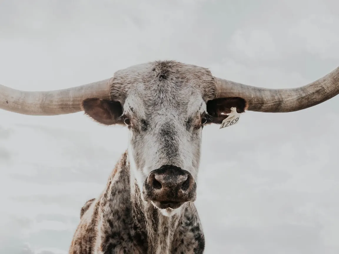 A Texas longhorn steer with wide, curving horns stands facing the camera against a pale, cloudy sky