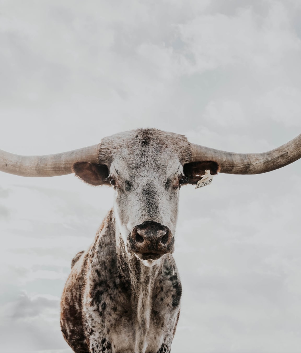 A Texas longhorn steer with wide horns standing against a pale sky